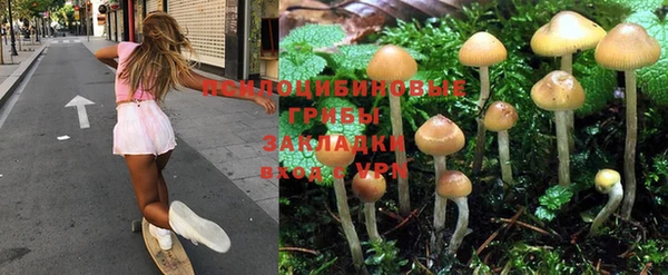 прущие грибы Иннополис